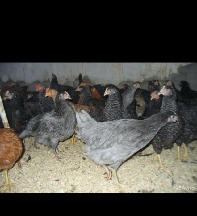 Куры несушки доминанты 5 месяцев