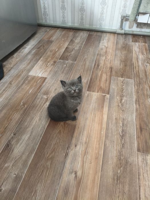 Котёнок возраст 40 дней