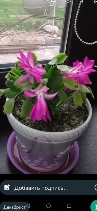 Декабрист. Укоренённые черенки!