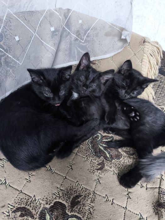 Котята ищут дом,