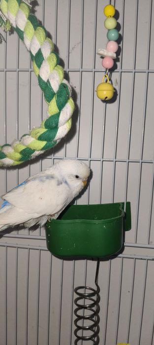 Волнистый Попугай. И неразлучки