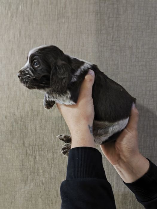 Продам щенков спаниеля .