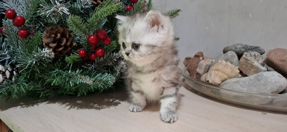 Продается котенок скотиш страйт.