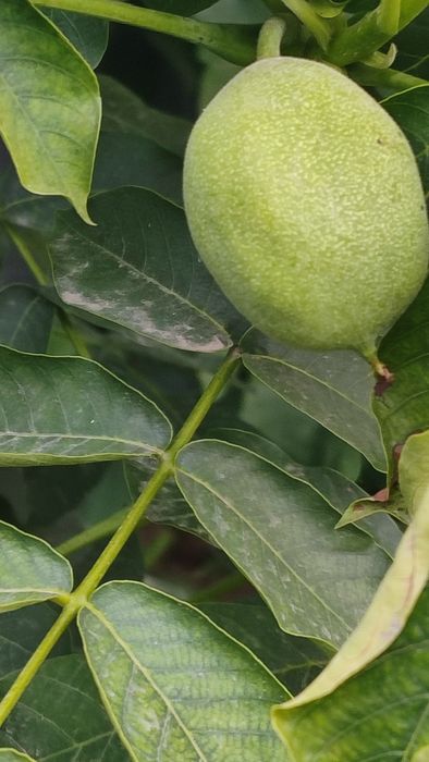 Китайский Орех (Қабығы Жұқа)