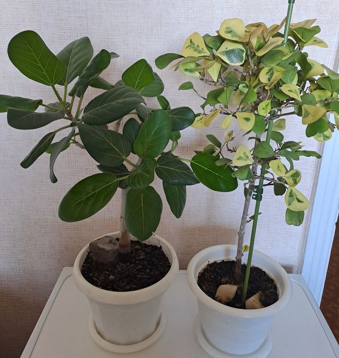 Продам комнатные цветы