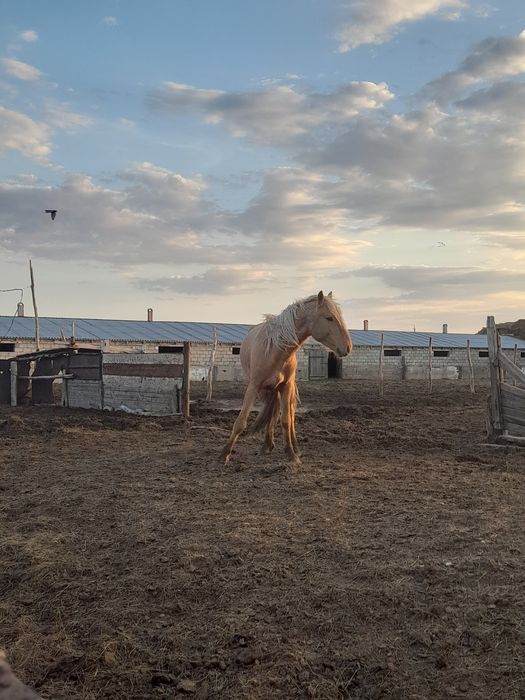 Дөнен айғыр сатылады