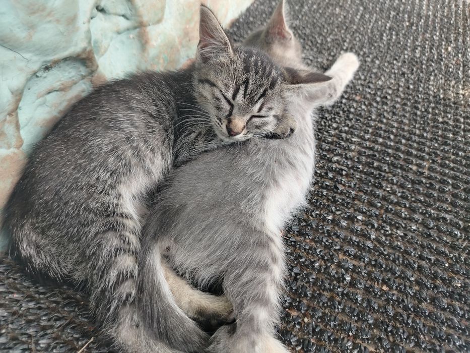 Spre adopție – 2 pisicuțe adorabile!