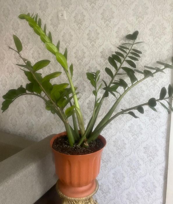 Продам замиокулькас - долларовое дерево