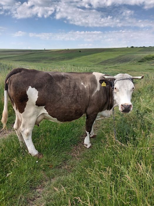 Vaca de vânzare nu deranjați inutil