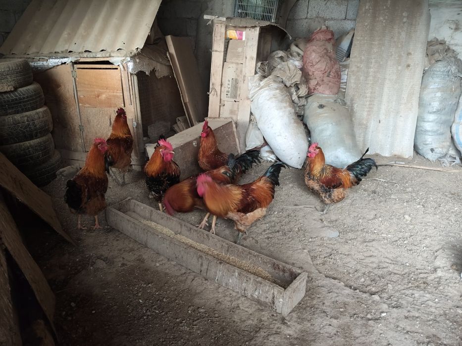 Кучинские петушки