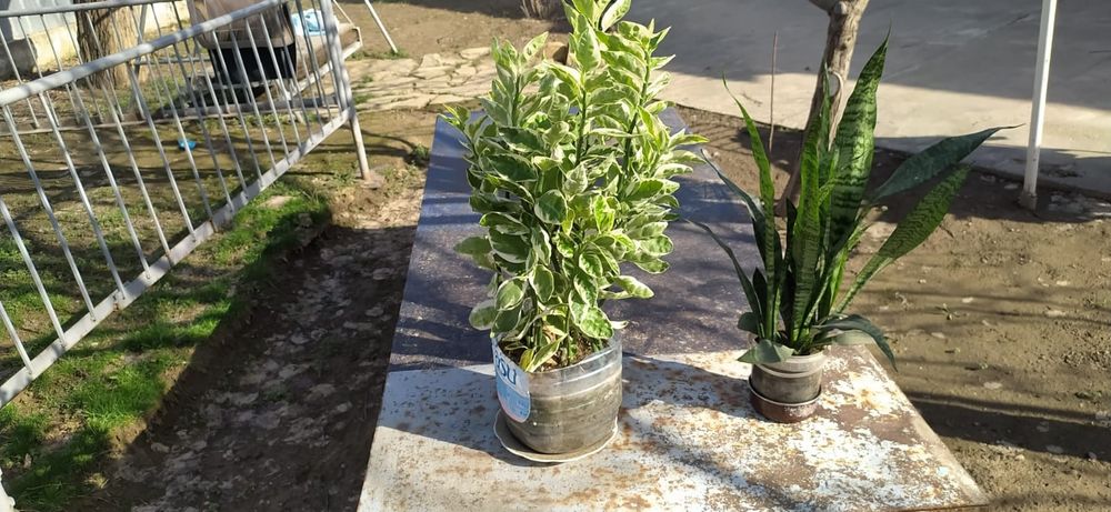 Цветы комнатные красивые