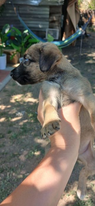 Щенки бесплатно в лаковые руки