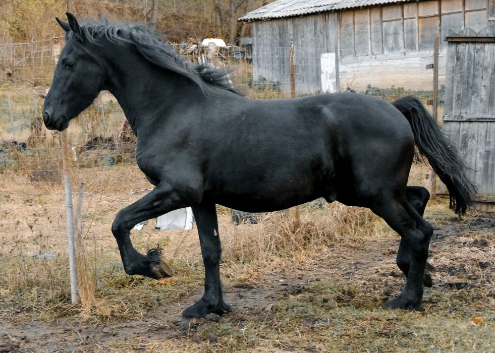 Frizian/Friesian, armasar (manz) /Pedigree/pasaport/Bert 411/jasper366