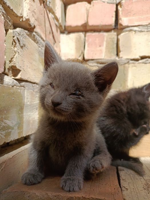 Продаю котят 2 черный 1 серый