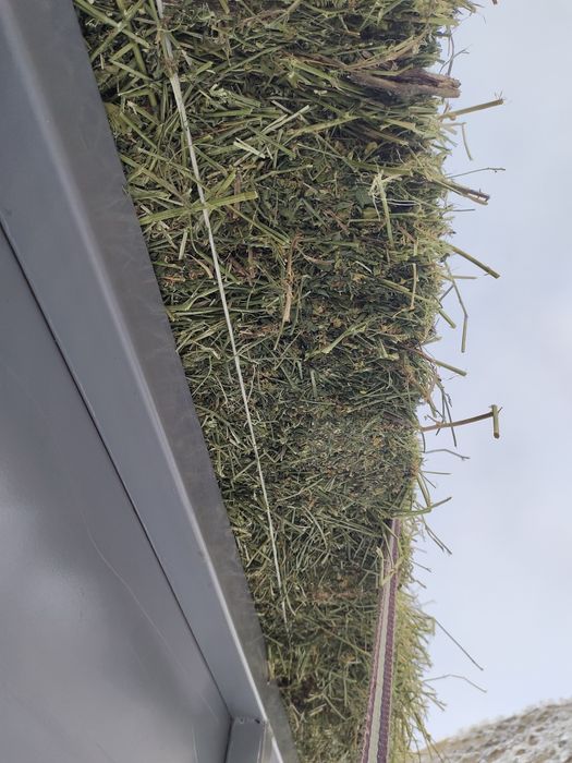 Жонышка Клевер люцерны