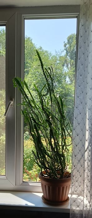 Молочай трехгоанный