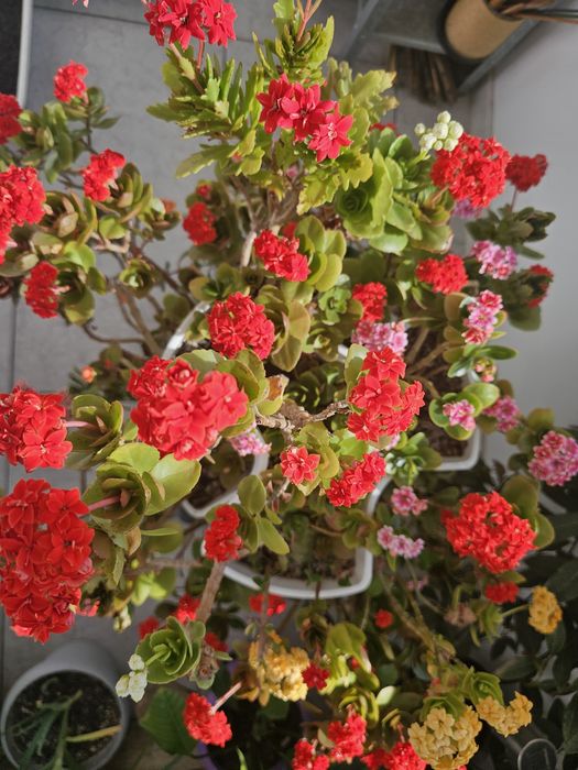 Flori Kalanchoe 6 nuante in ghiveci etajat