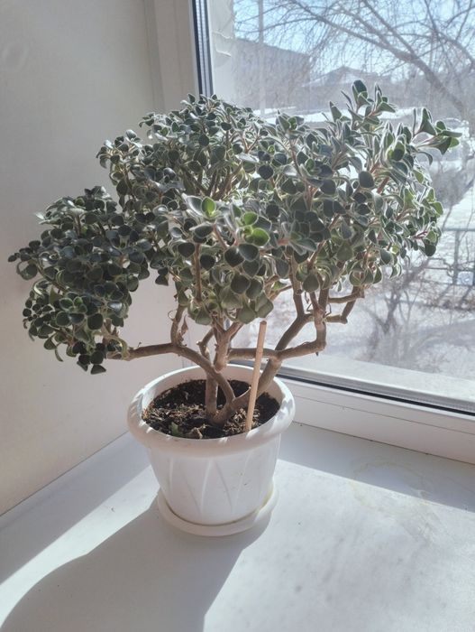 Аихризон (дерево любви)