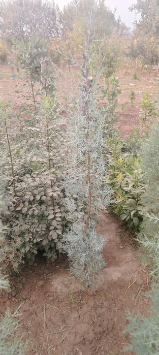 Аризониски кепарис