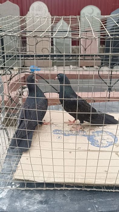 Голуби голоногие