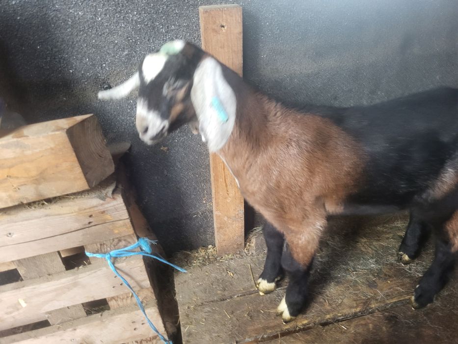 Tap de tinut si crescut