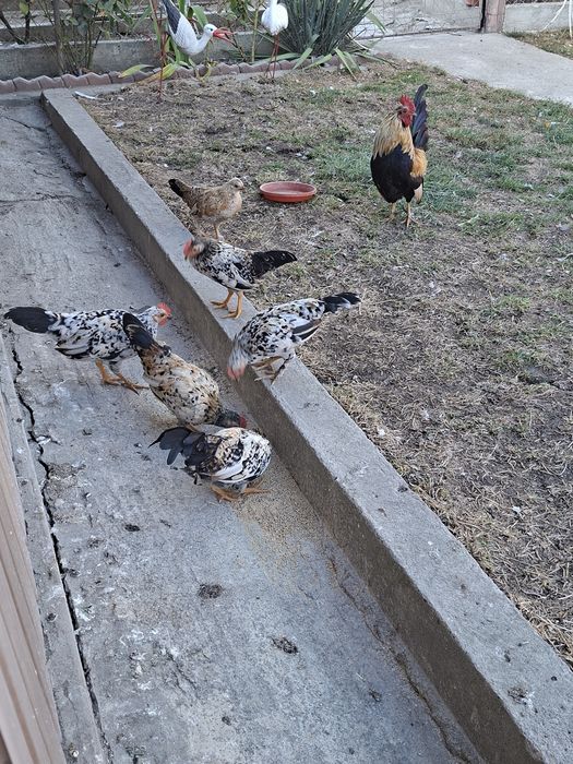 Cocoși de "munte"
