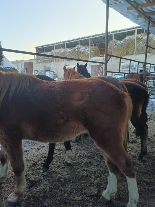 Откормленные тайчики.