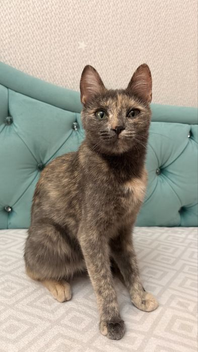 Котенок ищет дом! Срочно!