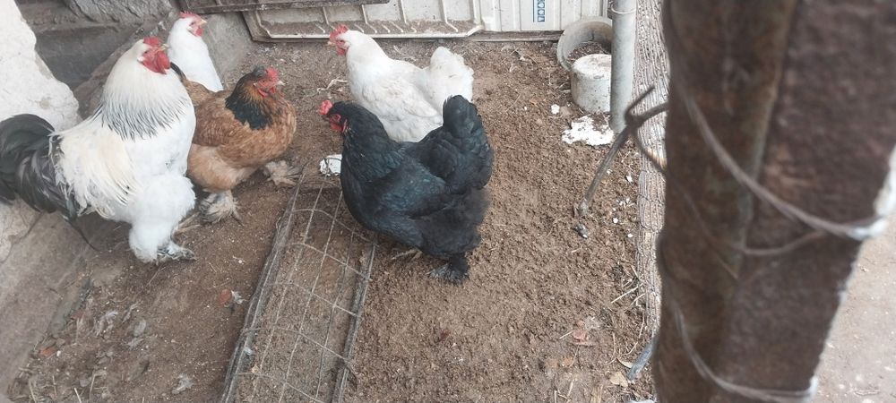 Брама тухумлари тоза