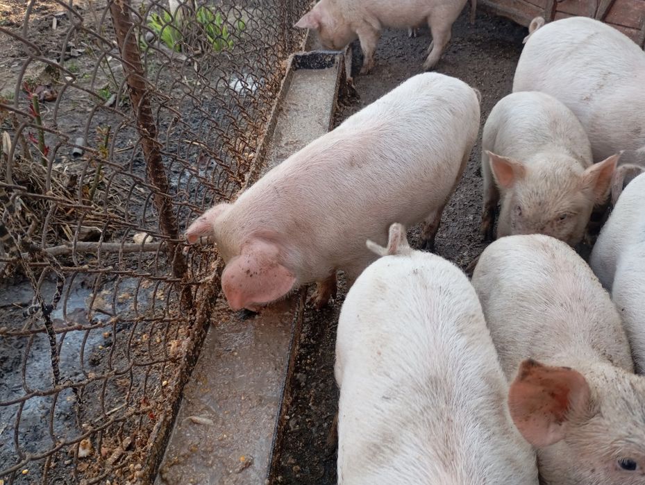 Продаются Поросята