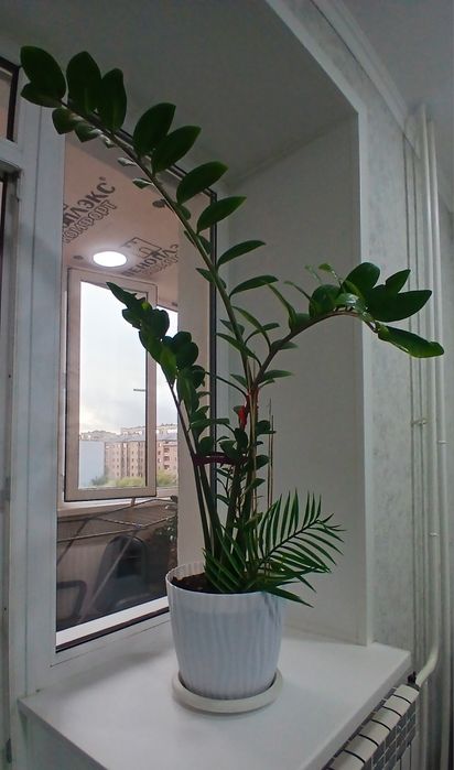 Доллоровое дерево комнатные цветы