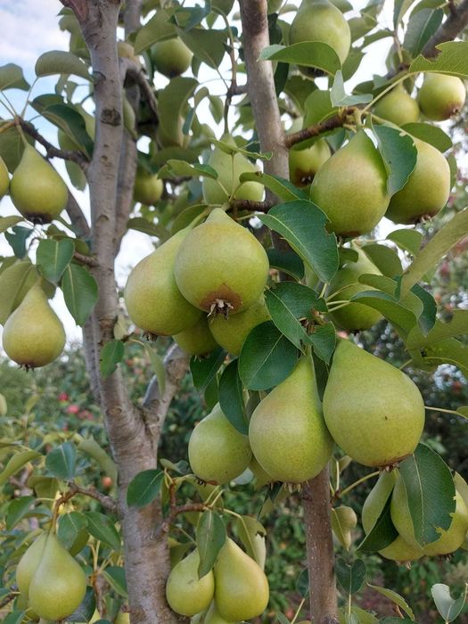 Vand pere proaspete, aromate din livada