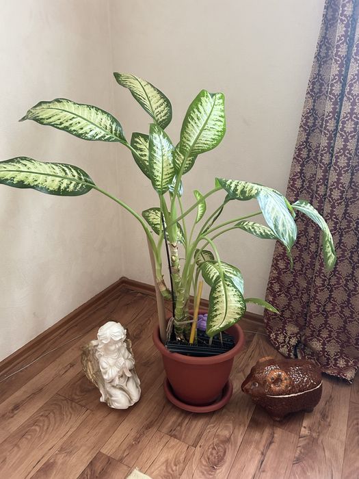 Цветок диффенбахия