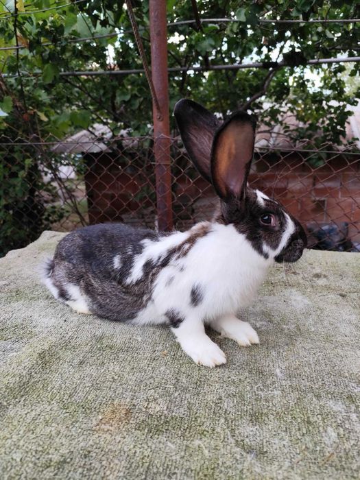 Продавам зайци и заешко месо