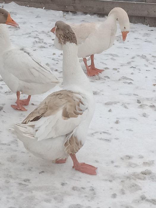 Продам семью гусей Холмогоров