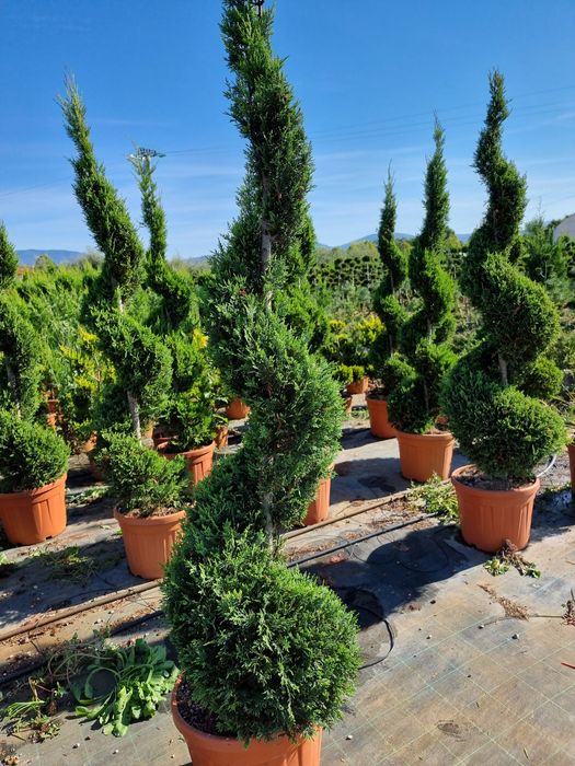 Pin pe picior  tuia leylandi catalpa globulara