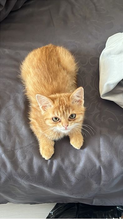 Котенок симба продам