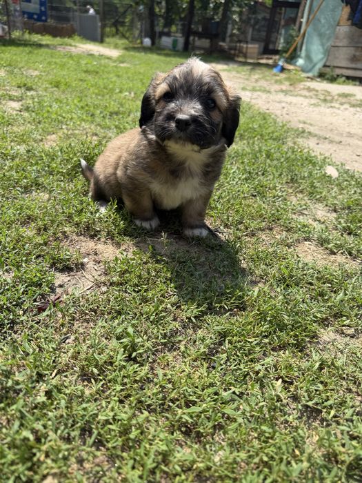 Donăm cățeluși talie mica