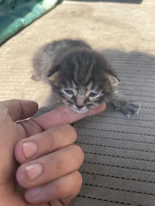 Отдам в добрые руки котят