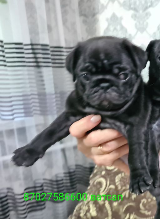 Продам щенков мопса.