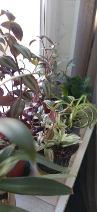 Продам комнатные цветы.