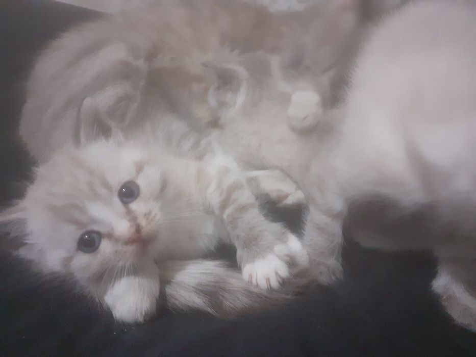 Продам шотландских котят.