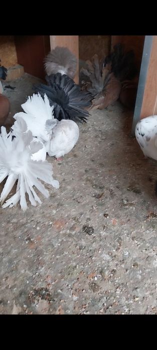 De vânzare porumbei de ornament