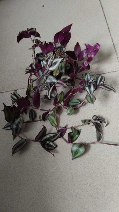 Продам комнатные цветы