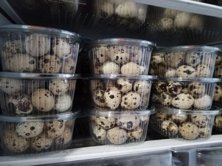 Продам яйцо перепелинное