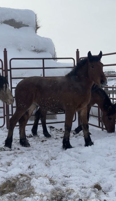 Жеребец тяжеловоз 3 года