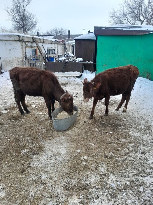 Продам тёлочек продам.