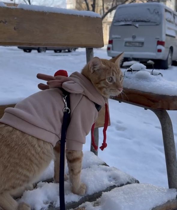 Костюмы для животных