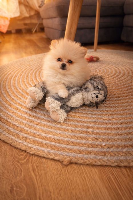 Pomeranian spitz mini toy