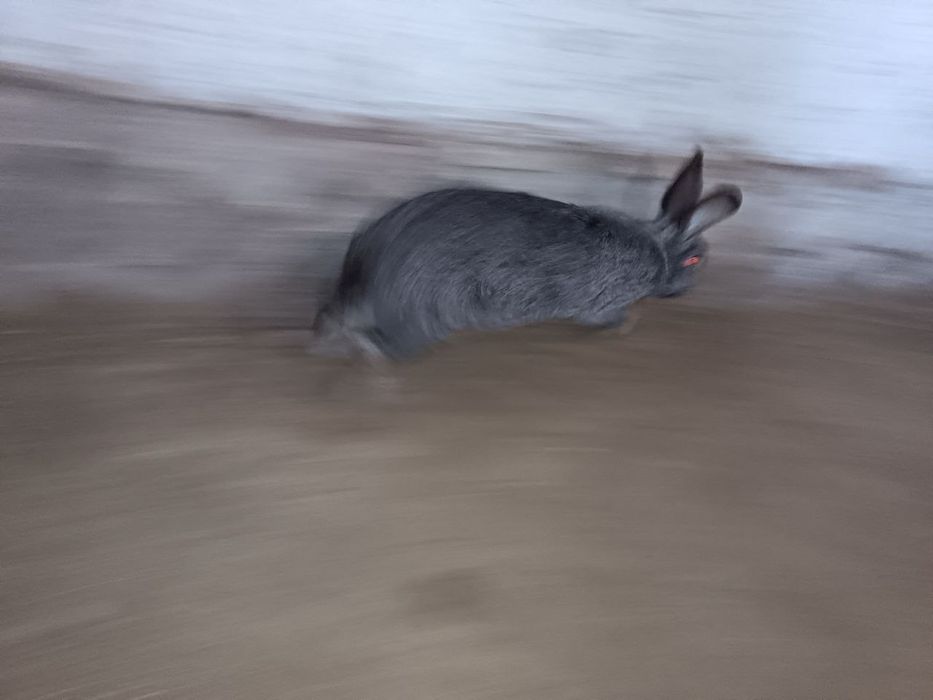 Quyon lar sotiladi. 3 дона эркак ва аёли бор